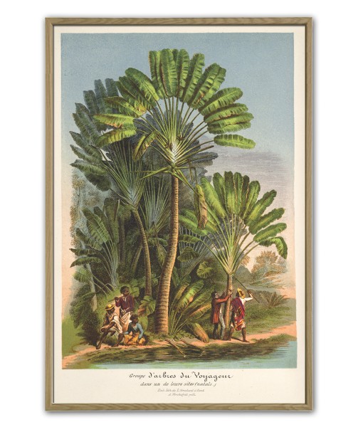 Palm Tree Print, Botanical Illustration Print ...