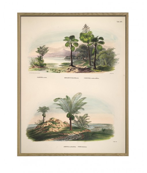 Palm Tree Print, Botanical Illustration Print Art-1040(2)