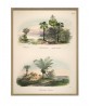 Palm Tree Print Set of 2, Botanical Illustration Print Art-1040(set_1)