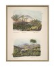 Palm Tree Print, Botanical Illustration Print Art-1040(1)