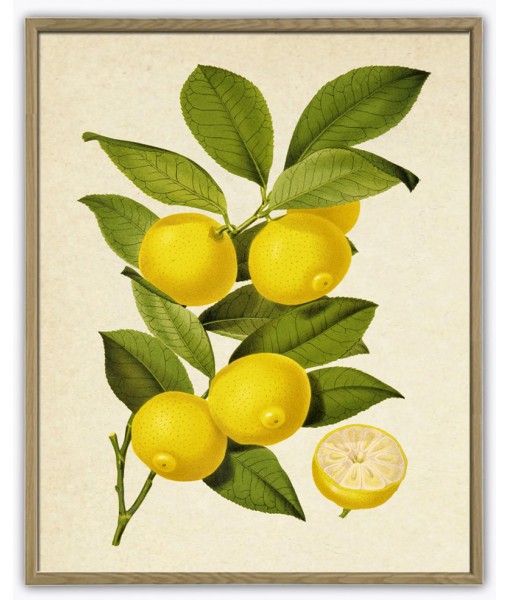 Lemon Print - Art-1047