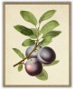 Lemon and Plum - Fruit Print Set of 2 - Art-1047