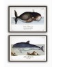 Dolphin and Whale Print  Set of 2 - Art-1061