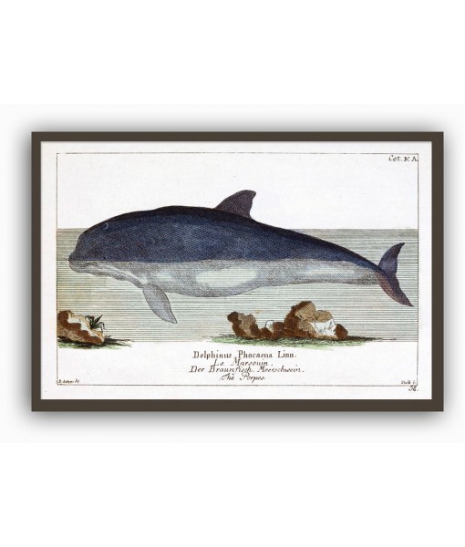 Dolphin Print - Art-1061