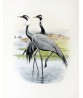 Birds Art Print, Crane Vintage Illustration Print Set of 2 - Art -110