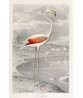 Flamingo Bird Print, Antique Illustration - Art-1109