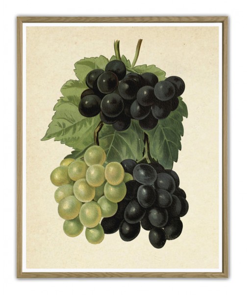 Bunch of Grapes - Art-111