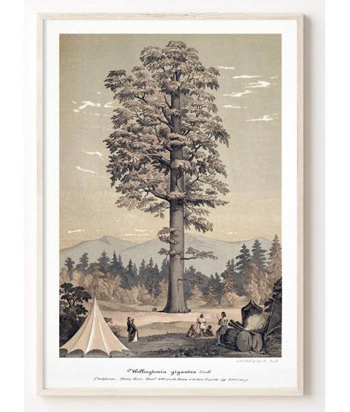 Sequoia Tree Print - Antique Botanical Illustration Print - Art-1110