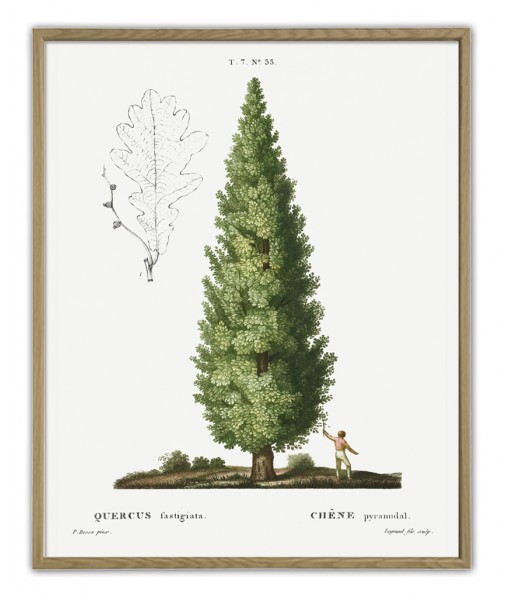 English Oak Print – Botanical Antique ...