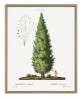 English Oak Print – Botanical Antique Illustration – Art-1111
