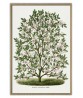 Magnolia Tree Print - Art-1116