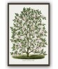 Magnolia Tree Print - Art-1116