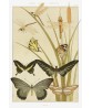 Butterflies Print - Art-1119