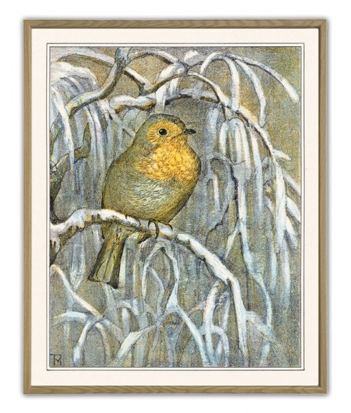 Robin on snowy tree branch - ...