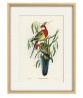 Rose-hill Parakeet - Bird Print - Art-1142