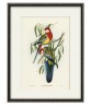 Rose-hill Parakeet - Bird Print - Art-1142