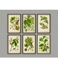 Otto Thome – Flora von Deutschland – Set of 6 - Art-12-vintage