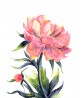 Peony Watercolour Flower Painting Print