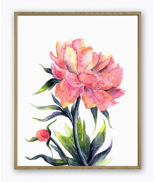 Peony Watercolour Flower Painting Print