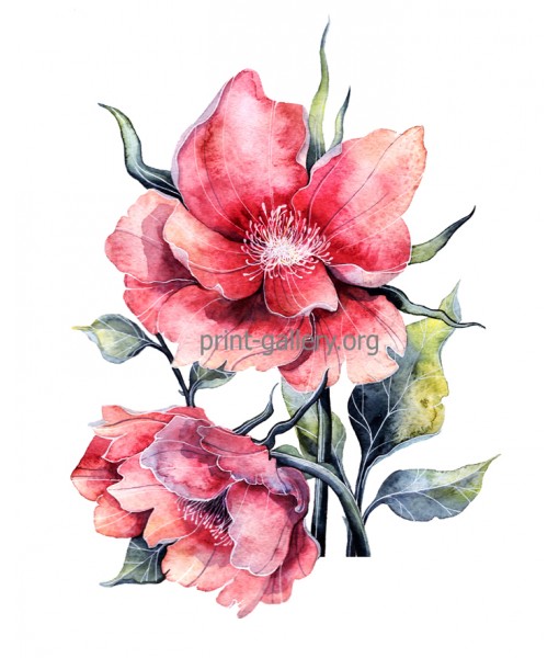 Red Peony Watercolour Flower Painting Print