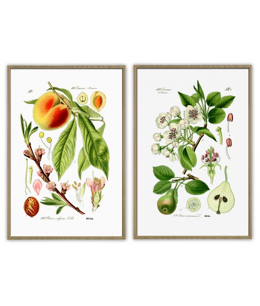 Peach and Pear - Art-130-white