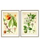 Peach and Pear - Art-130-vintage