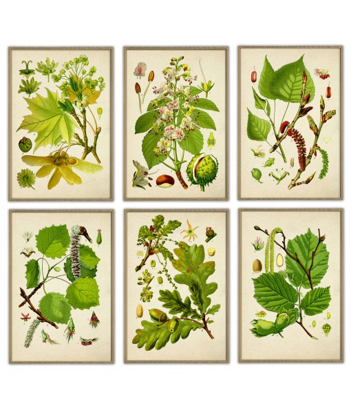 Tree Leaves Print Set of 6 - Art-131
