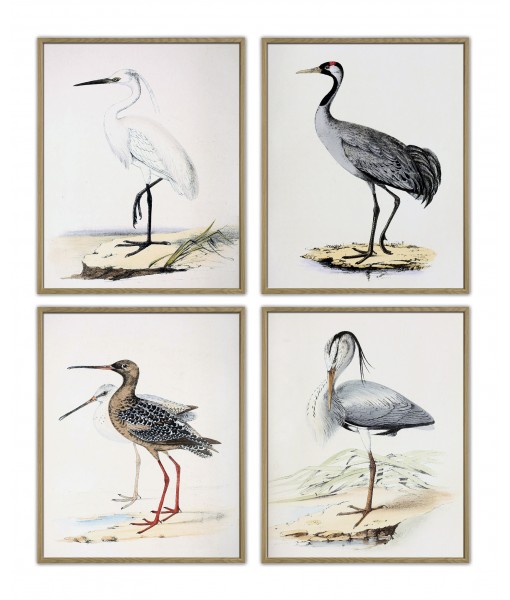 Birds Print Set of 4, Art-135