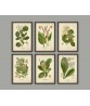 Otto Thome – Flora von Deutschland – Set of 6 - Art-14-vintage