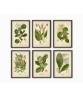 Otto Thome – Flora von Deutschland – Set of 6 - Art-14-vintage