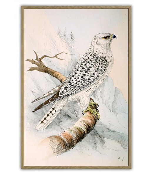 Colored Illustrations of British Birds by ...