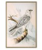 Colored Illustrations of British Birds by Meyer (Henry Leonard) - Art-156(1)