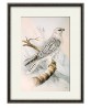 Colored Illustrations of British Birds by Meyer (Henry Leonard) - Art-156(1)