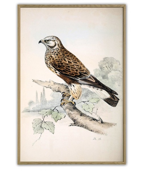 Colored Illustrations of British Birds by Meyer (Henry Leonard) - Art-156(2)