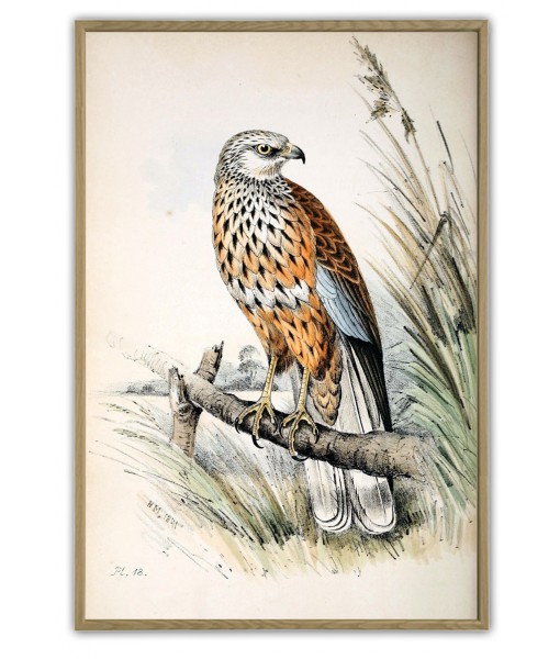Colored Illustrations of British Birds by Meyer (Henry Leonard) - Art-156(3)