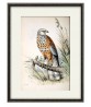 Colored Illustrations of British Birds by Meyer (Henry Leonard) - Art-156(3)