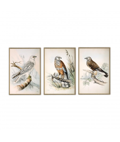 Colored Illustrations of British Birds by Meyer (Henry Leonard) - Art-156(set of 3)