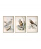 Colored Illustrations of British Birds by Meyer (Henry Leonard) - Art-156(set of 3)