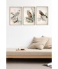 Colored Illustrations of British Birds by Meyer (Henry Leonard) - Art-156(set of 3)