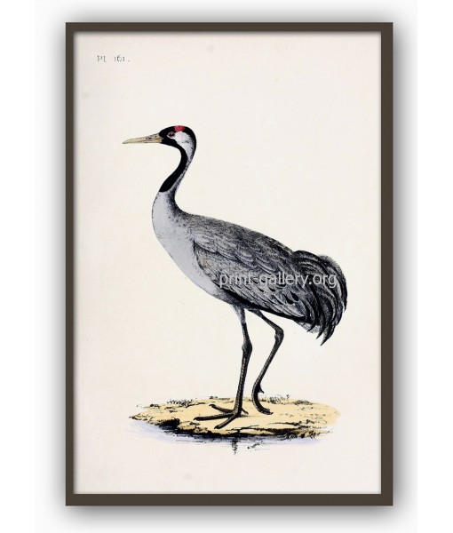 Crane Bird Print - Large Wall ...