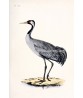 Crane Bird Print - Large Wall Art Decor #162