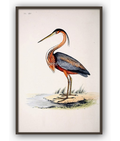 Crane Bird Print - Large Wall ...