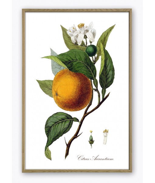 Orange Print - Fruit  Botanical ...
