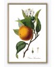 Orange Print - Fruit  Botanical Illustration Art-167-2
