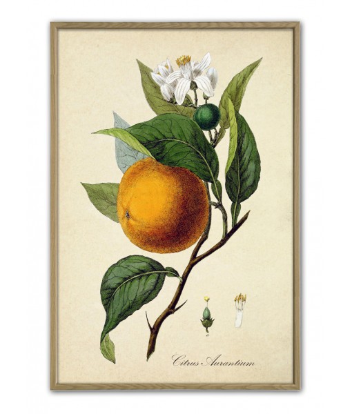 Orange Print - Fruit  Botanical ...