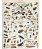 Insects Science Poster - Art-172