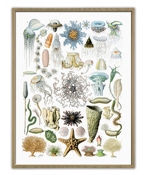 Sea Animals and Shells - Art-176