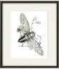 Cicada Print - Art-186