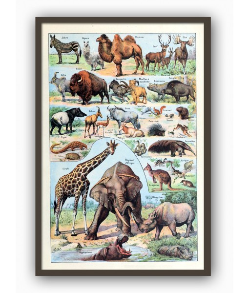 Animals Print, Vintage Illustration, Art-224