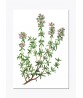 Plant Painting Print Set of 6, Botanical Watercolour Illustrations – Art-232